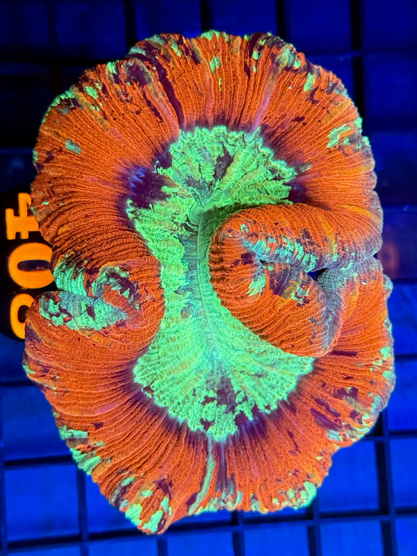 Episode 529 Live Sale Orange Tag #408 ULTRA MULTI COLOR WELSO