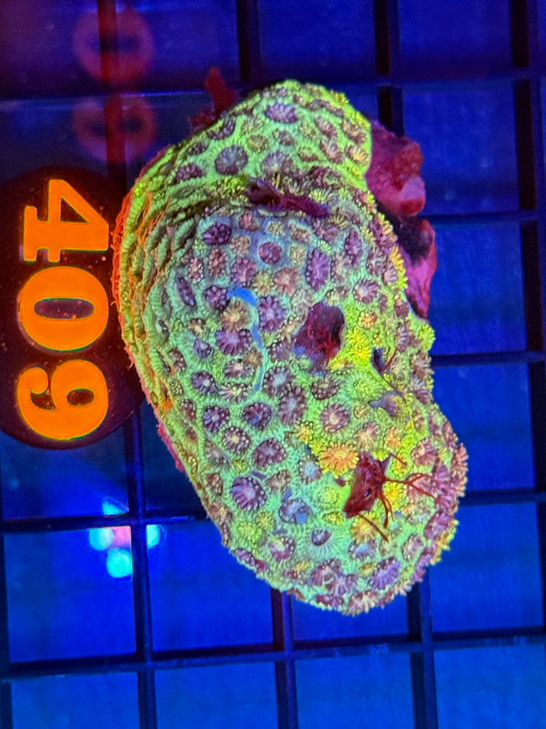 Episode 529 Live Sale Orange Tag #409 RAINBOW GONI