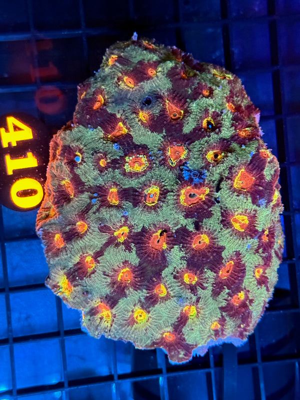 Episode 529 Live Sale Orange Tag #410 ULTRA FIRE ECHINATA COLONY