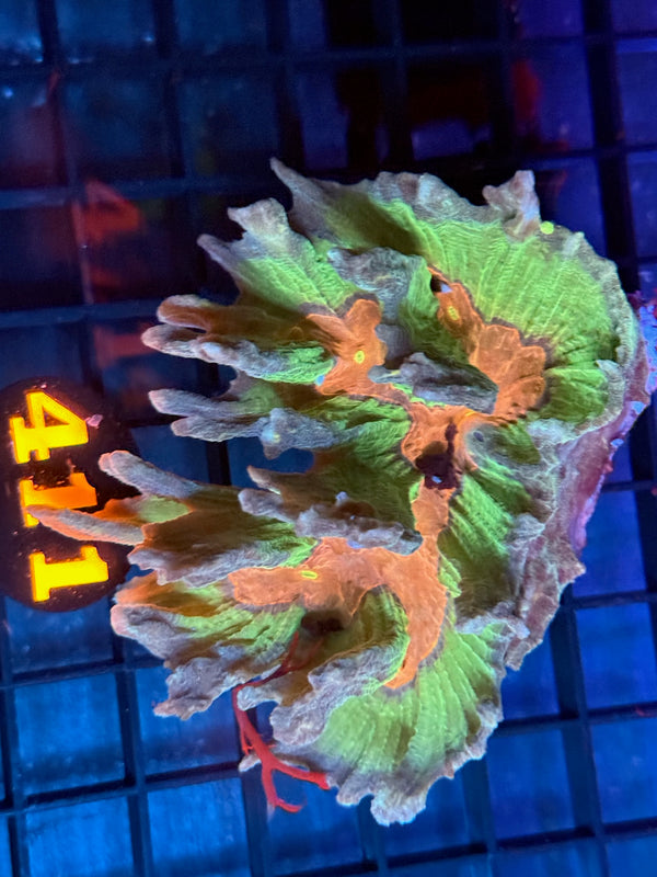 Episode 529 Live Sale Orange Tag #411 PECTINA COLONY