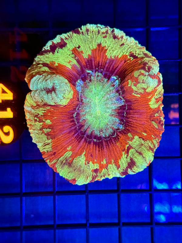 Episode 529 Live Sale Orange Tag #412 ULTRA MULTI COLOR WELSO