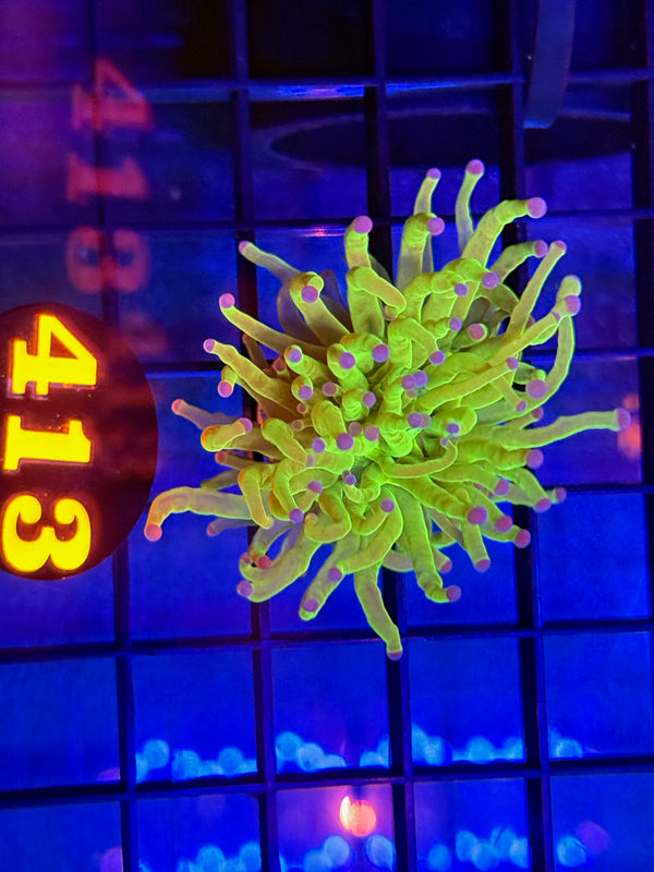 Episode 529 Live Sale Orange Tag #413 ULTRA TODDS TORCH