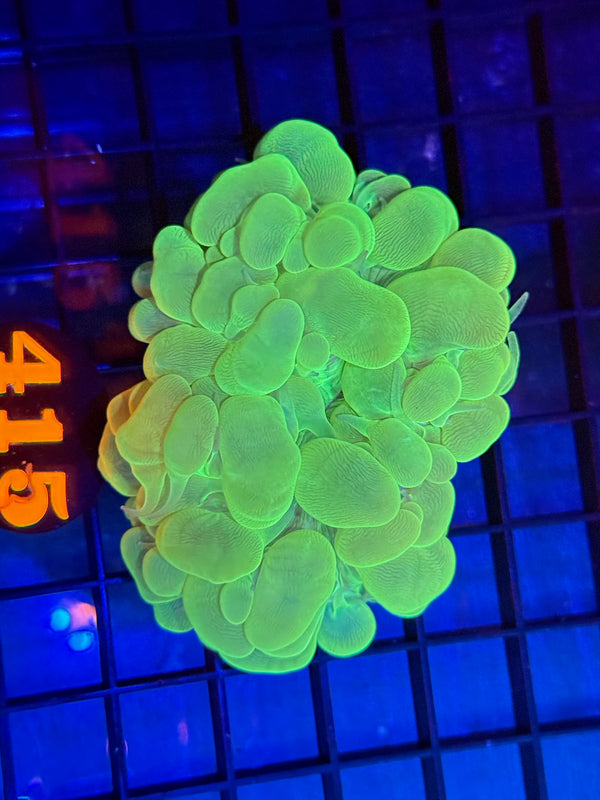 Episode 529 Live Sale Orange Tag #415 ULTRA GREEN BUBBLE CORAL