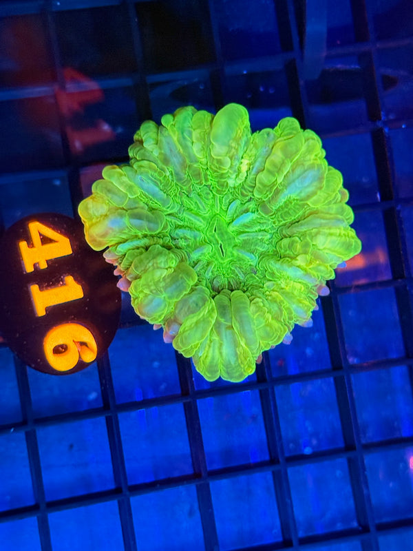 Episode 529 Live Sale Orange Tag #416 ULTRA GREEN CYNRINA BUTTON CORAL