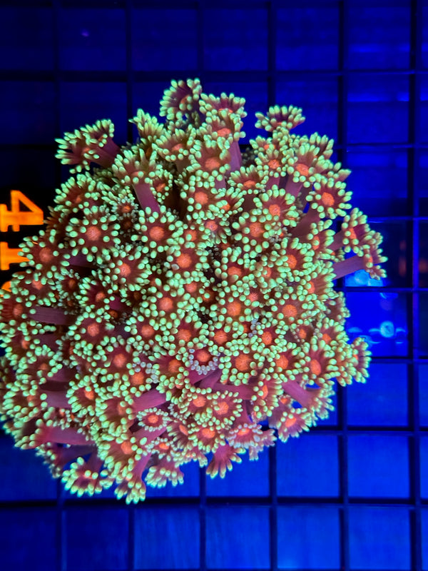 Episode 529 Live Sale Orange Tag #418 MULTI COLOR GONI