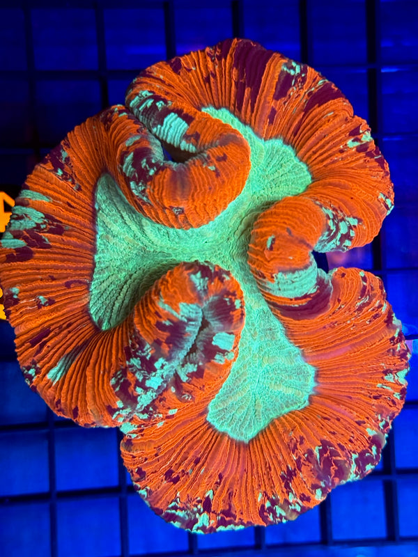 Episode 529 Live Sale Orange Tag #419 ULTRA MULTI COLOR WELSO