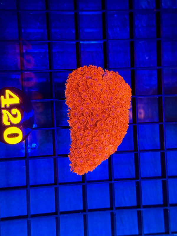 Episode 529 Live Sale Orange Tag #420 RED FLOWERPOT CORAL