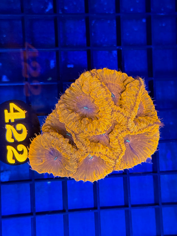 Episode 529 Live Sale Orange Tag #422 BLASTO CORAL COLONY