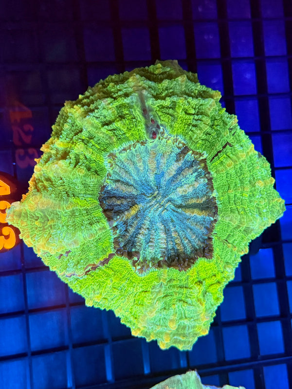 Episode 529 Live Sale Orange Tag #423 ULTRA GREEN ACANTHO