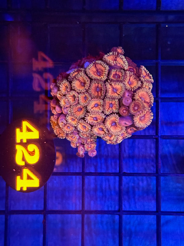 Episode 529 Live Sale Orange Tag #424 DESIGNER ZOA COLONY