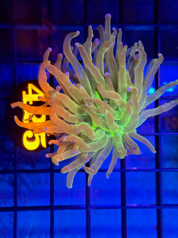 Episode 529 Live Sale Orange Tag #425 ULTRA TODDS TORCH