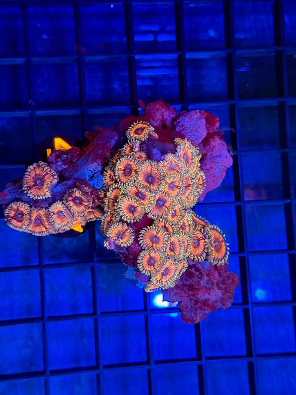 Episode 529 Live Sale Orange Tag #427 DESIGNER ZOA COLONY