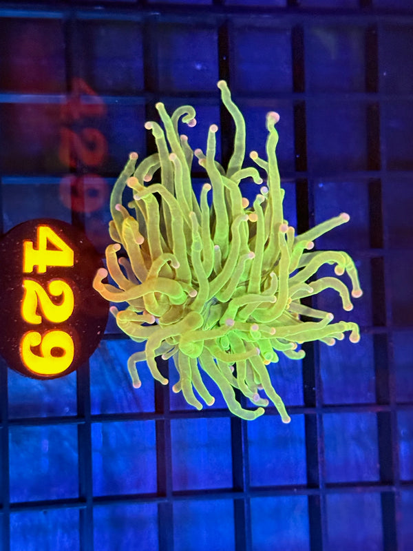 Episode 529 Live Sale Orange Tag #429 COTTON CANDY TORCH