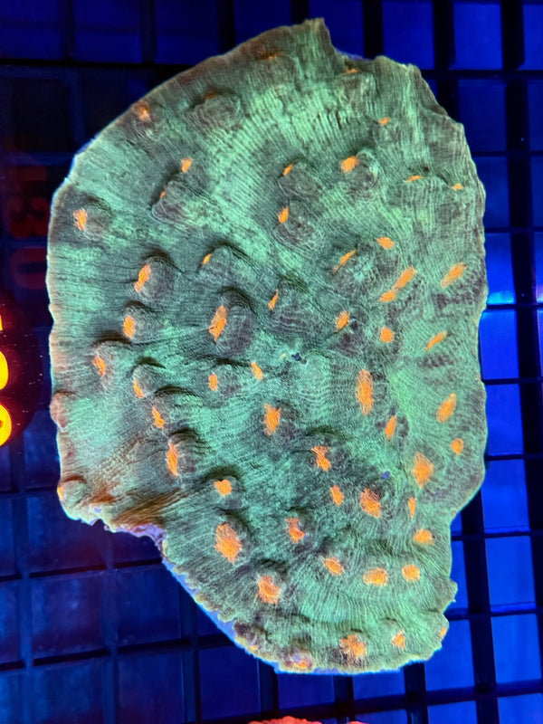 Episode 529 Live Sale Orange Tag #430 ULTRA MUMMY EYED CHALICE