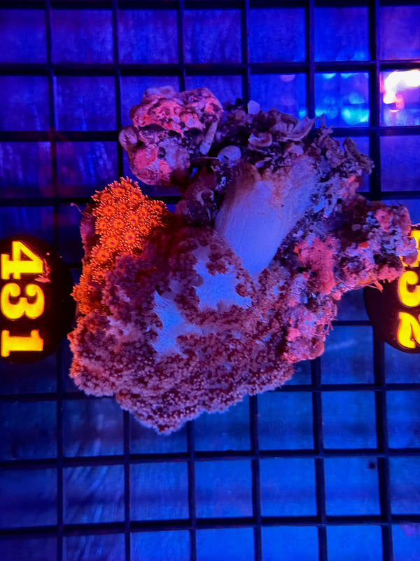 Episode 529 Live Sale Orange Tag #431 CARNIATION CORAL WITH RED GONI