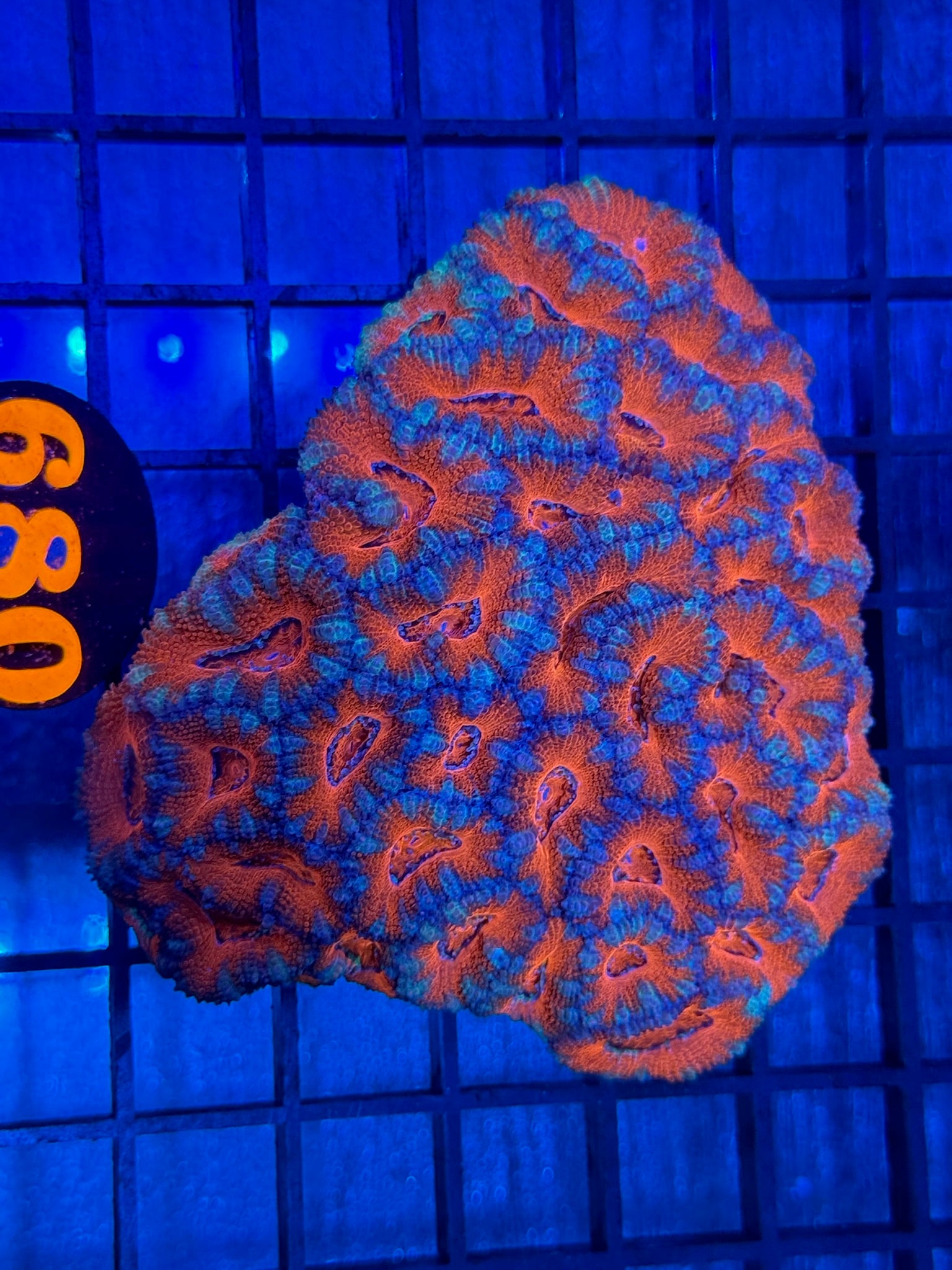 Episode 501 Live Sale Orange Tag #680 ACAN COLONY