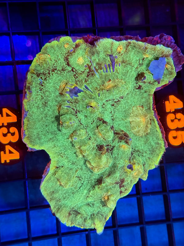 Episode 529 Live Sale Orange Tag #434 CHALICE CORAL