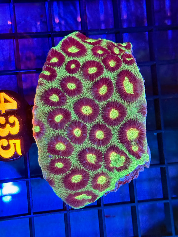 Episode 529 Live Sale Orange Tag #435 ECHANATA COLONY