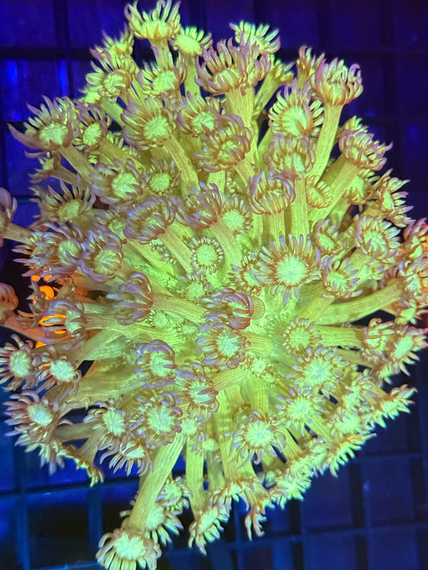 Episode 529 Live Sale Orange Tag #436 ULTRA FLOWERPOT