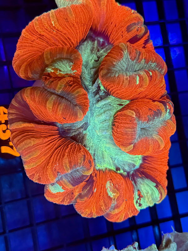 Episode 529 Live Sale Orange Tag #437 ULTRA MULTI COLOR WELSO