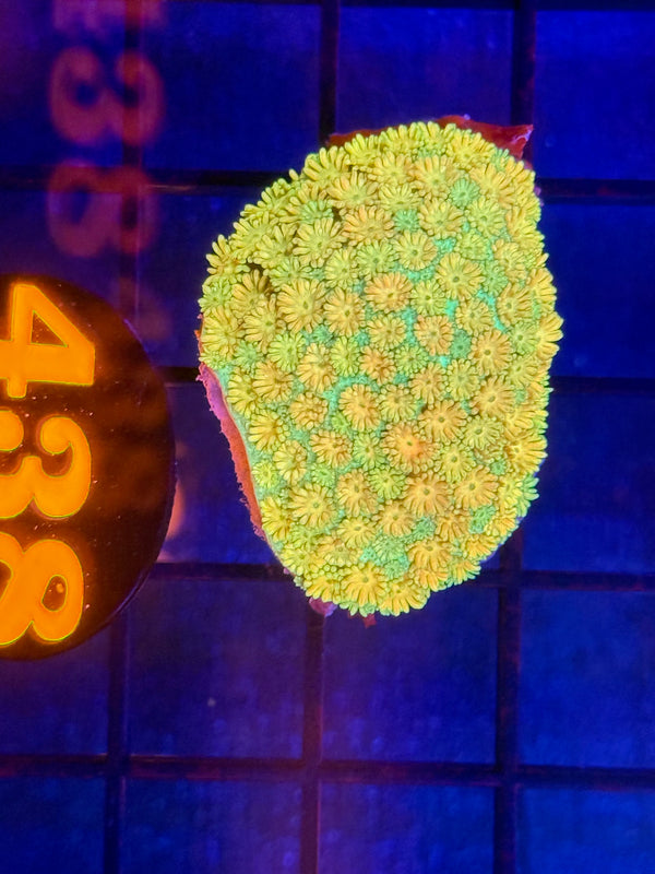 Episode 529 Live Sale Orange Tag #438 LEMON LIME GONI