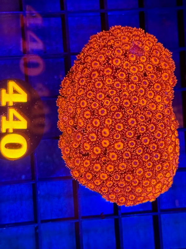 Episode 529 Live Sale Orange Tag #440 RED FLOWERPOT CORAL