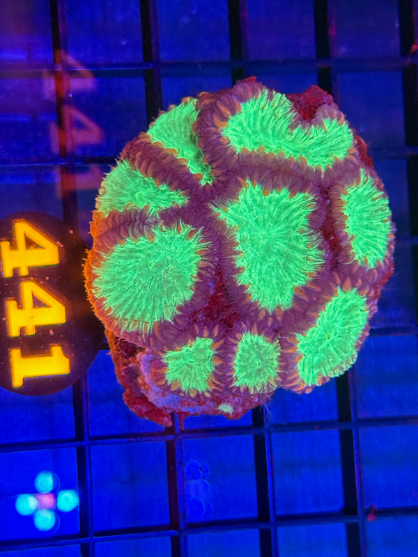 Episode 529 Live Sale Orange Tag #441 BLASTO CORAL COLONY