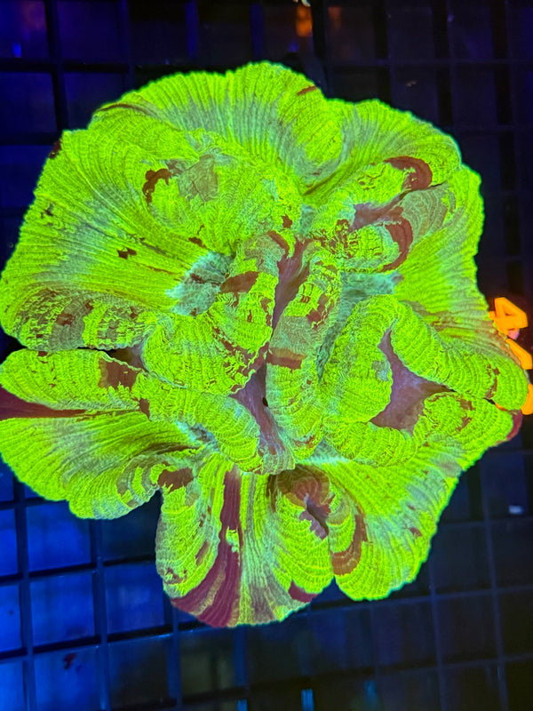 Episode 529 Live Sale Orange Tag #442 ULTRA MULTI COLOR WELSO