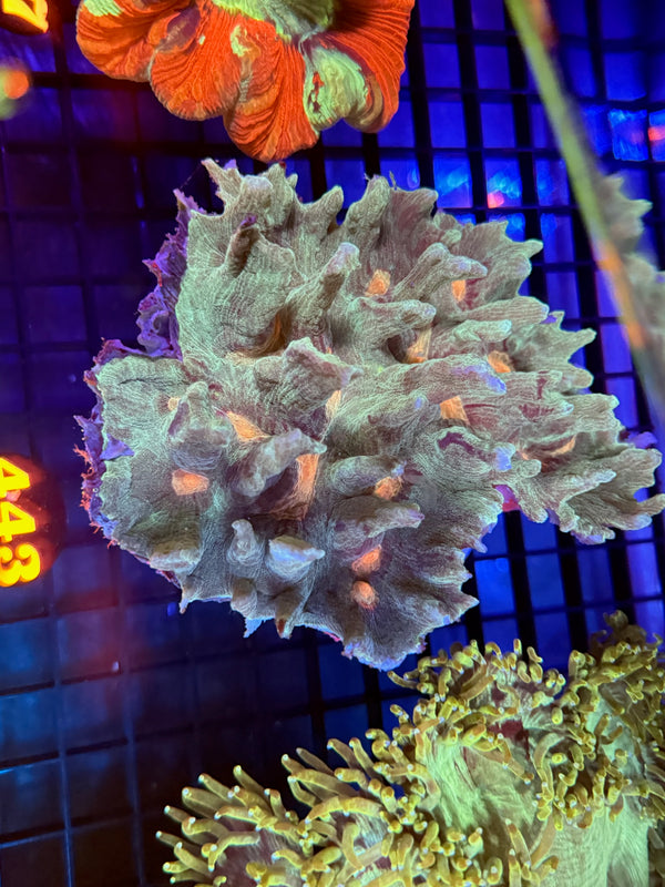 Episode 529 Live Sale Orange Tag #443 PECTINA COLONY