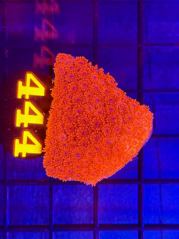 Episode 529 Live Sale Orange Tag #444 RED FLOWERPOT CORAL