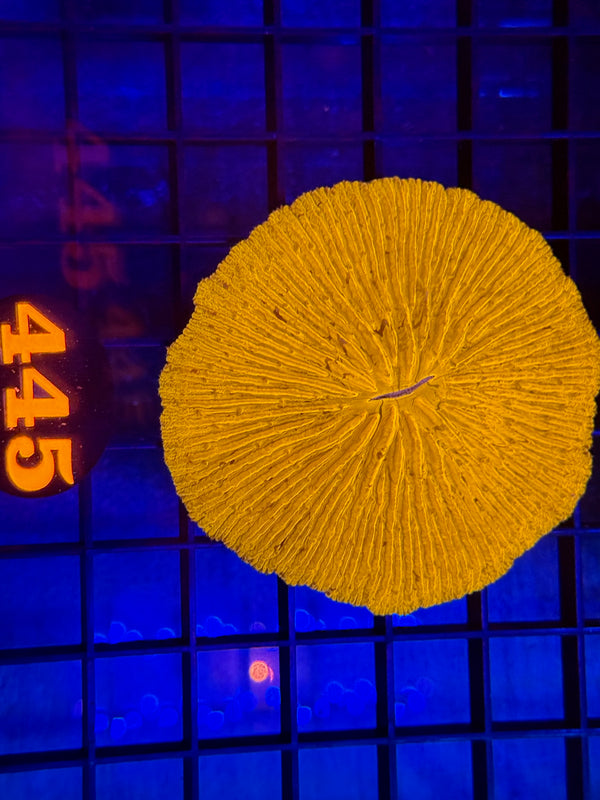 Episode 529 Live Sale Orange Tag #445 ORANGE PLATE CORAL