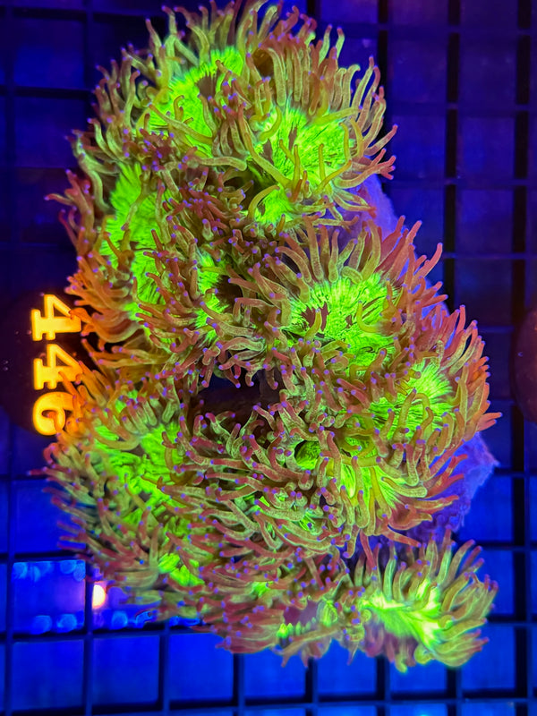 Episode 529 Live Sale Orange Tag #446 PURPLE TIP ELEGANCE