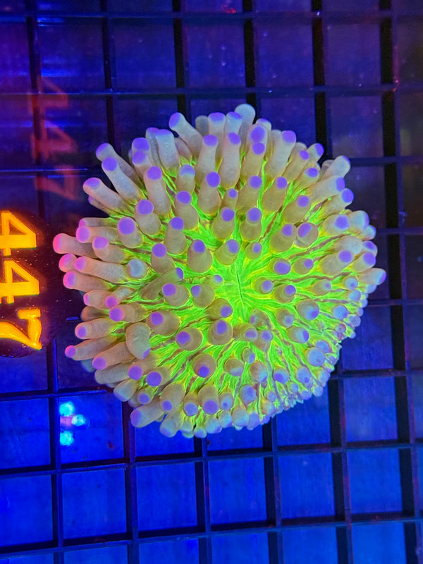 Episode 529 Live Sale Orange Tag #447 ULTRA PLATE ANENOME