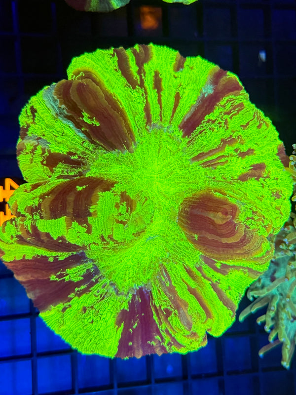 Episode 529 Live Sale Orange Tag #448 ULTRA MULTI COLOR WELSO