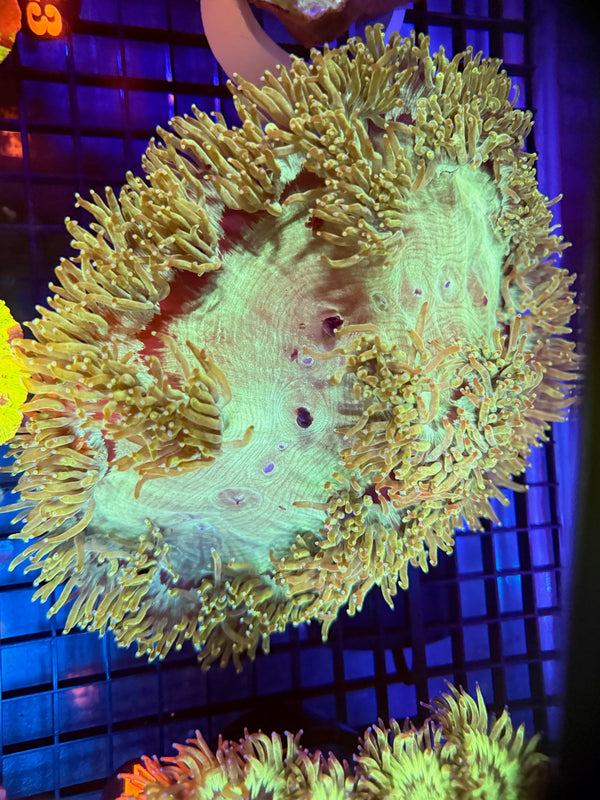 Episode 529 Live Sale Orange Tag #449 PURPLE TIP ELEGANCE