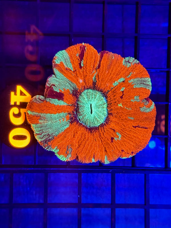 Episode 529 Live Sale Orange Tag #450 ULTRA MULTI COLOR WELSO