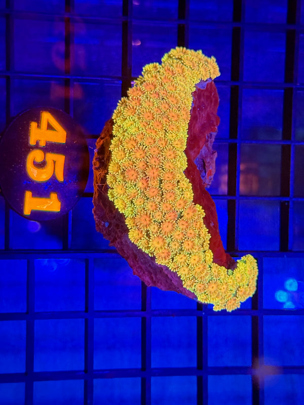 Episode 529 Live Sale Orange Tag #451 RAINBOW GONI