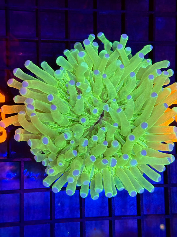 Episode 529 Live Sale Orange Tag #452 ULTRA HELIOFUNGIA PLATE CORAL