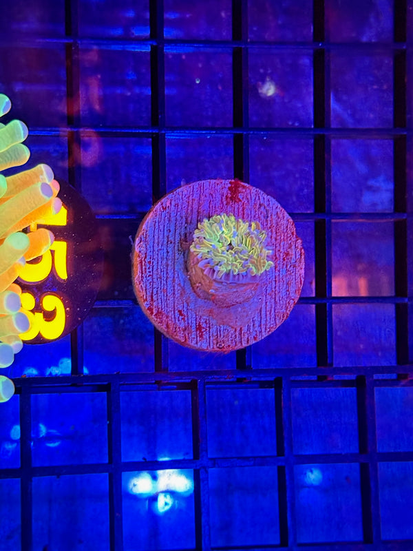 Episode 529 Live Sale Orange Tag #453 TODDS TORCH