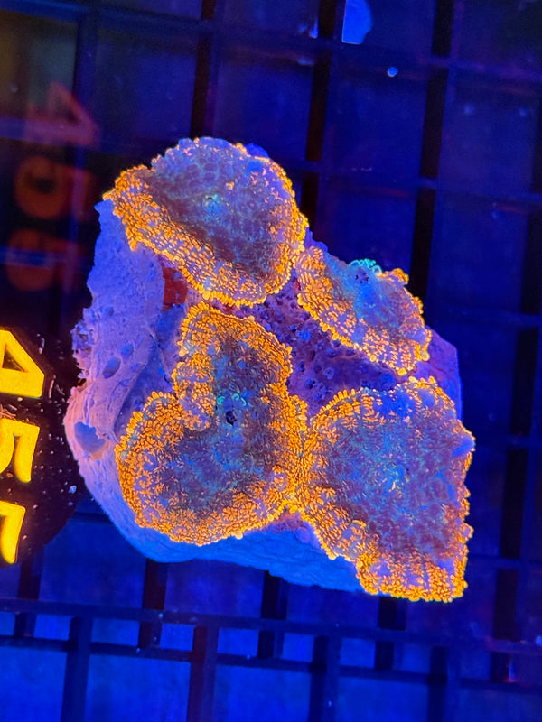 Episode 529 Live Sale Orange Tag #455 WAR RHODACTUS MUSHROOMS