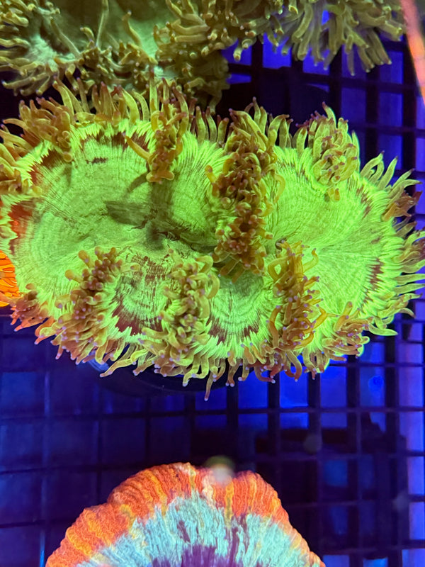 Episode 529 Live Sale Orange Tag #456 PURPLE TIP ELEGANCE