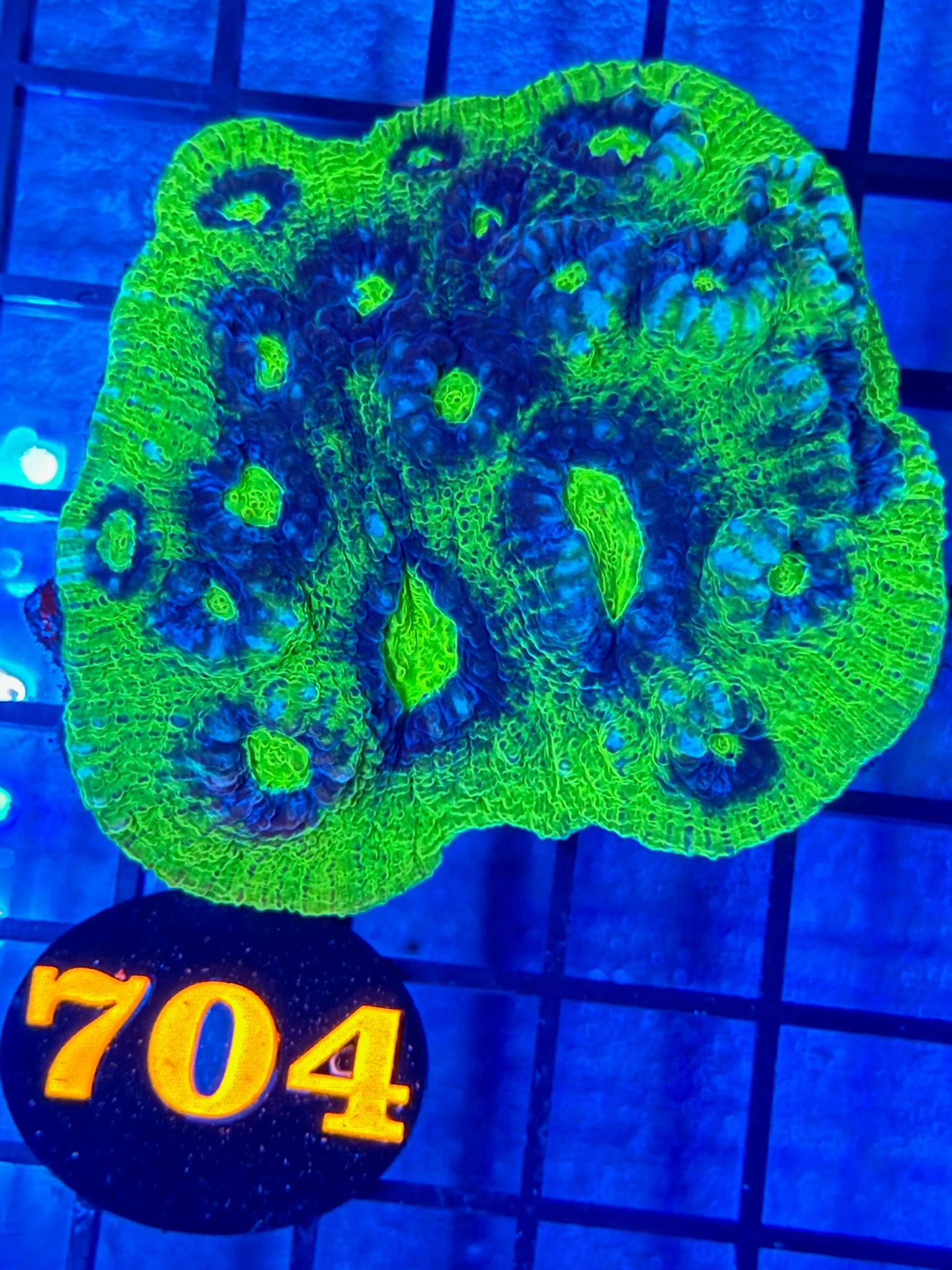 Episode 502 Live Sale Orange Tag #704 MICIDIAN CORAL