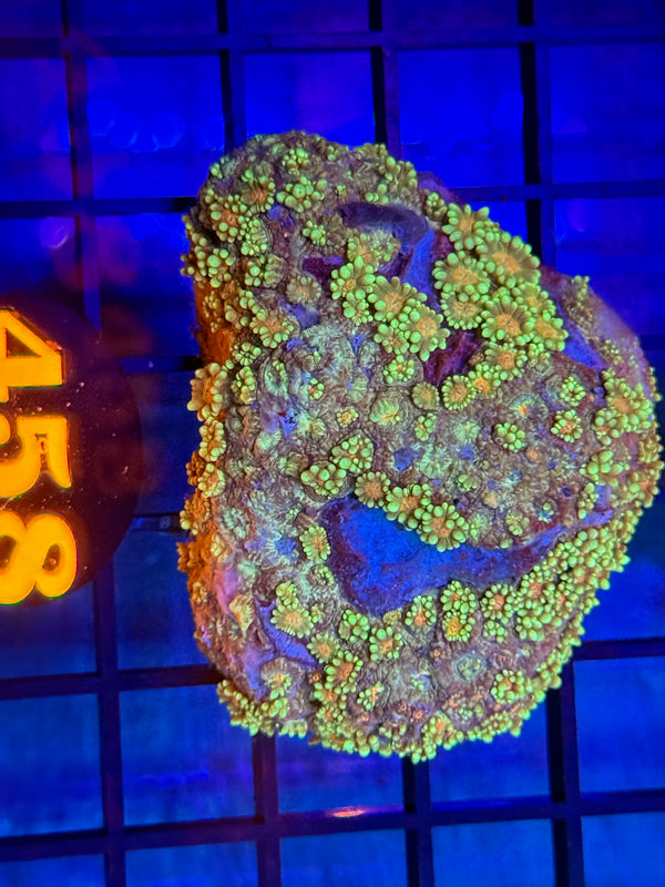 Episode 529 Live Sale Orange Tag #458 MULTI COLOR GONI