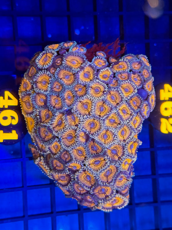 Episode 529 Live Sale Orange Tag #461 DESIGNER ZOA COLONY