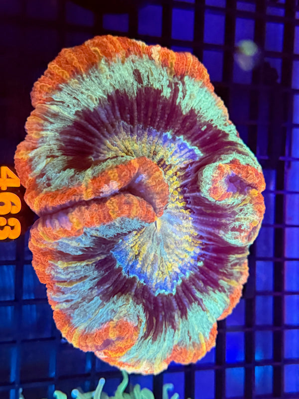 Episode 529 Live Sale Orange Tag #463 ULTRA MULTI COLOR WELSO