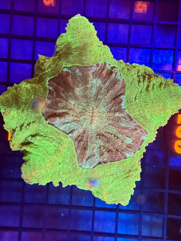 Episode 529 Live Sale Orange Tag #464 ULTRA GREEN ACANTHO