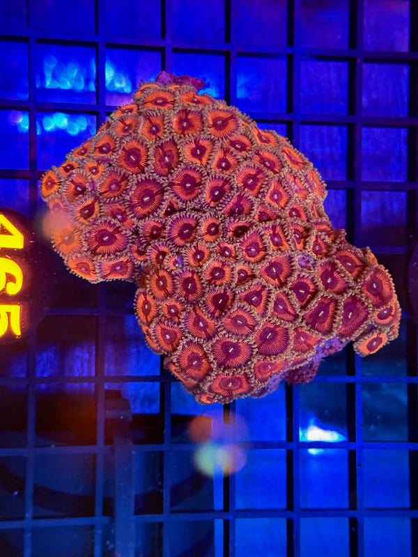Episode 529 Live Sale Orange Tag #465 DESIGNER ZOA COLONY