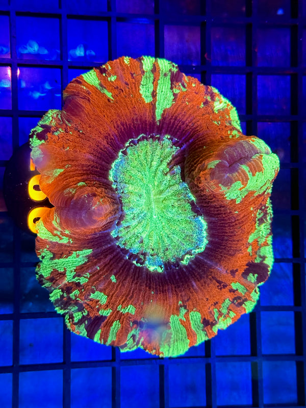 Episode 529 Live Sale Orange Tag #466 ULTRA MULTI COLOR WELSO