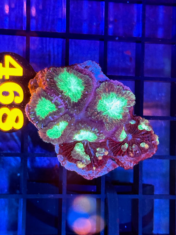 Episode 529 Live Sale Orange Tag #468 BLASTO CORAL