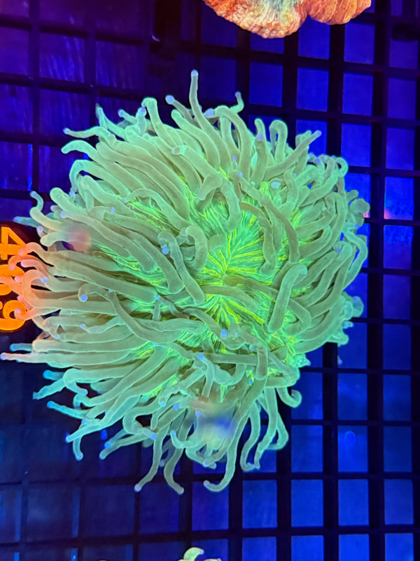 Episode 529 Live Sale Orange Tag #469 ULTRA HELIOFUNGIA PLATE CORAL